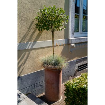 Vase Haut de Jardin en Terre Cuite Cilindro Alto Classico  - 2 Tailles